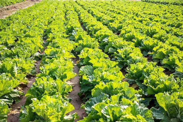 Planting methods and timing of lettuce