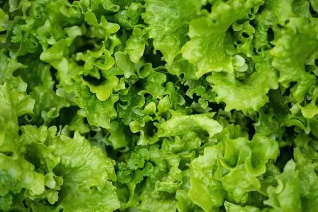 Planting methods and timing of lettuce