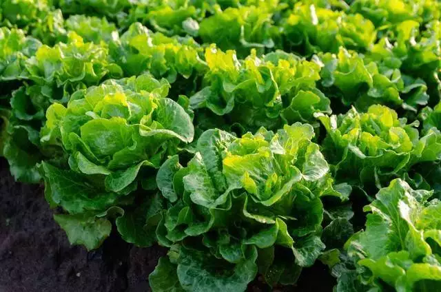 Planting methods and timing of lettuce