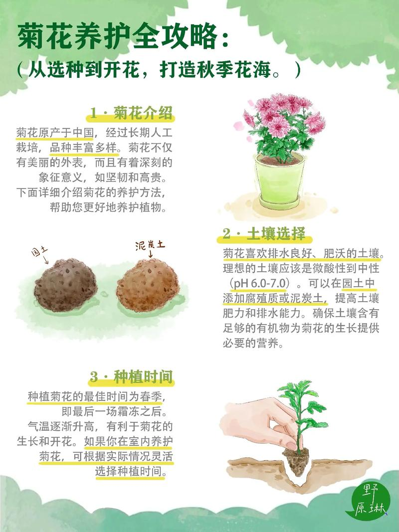 家庭菊花种植方法