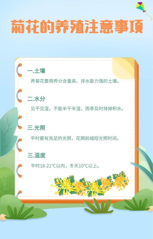 家庭菊花种植方法