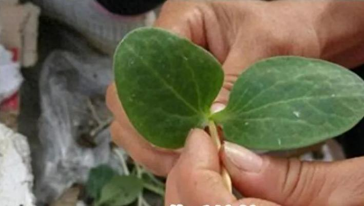 空心菜种植方法