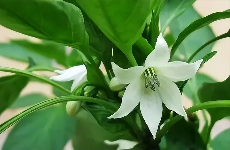 空心菜种植方法