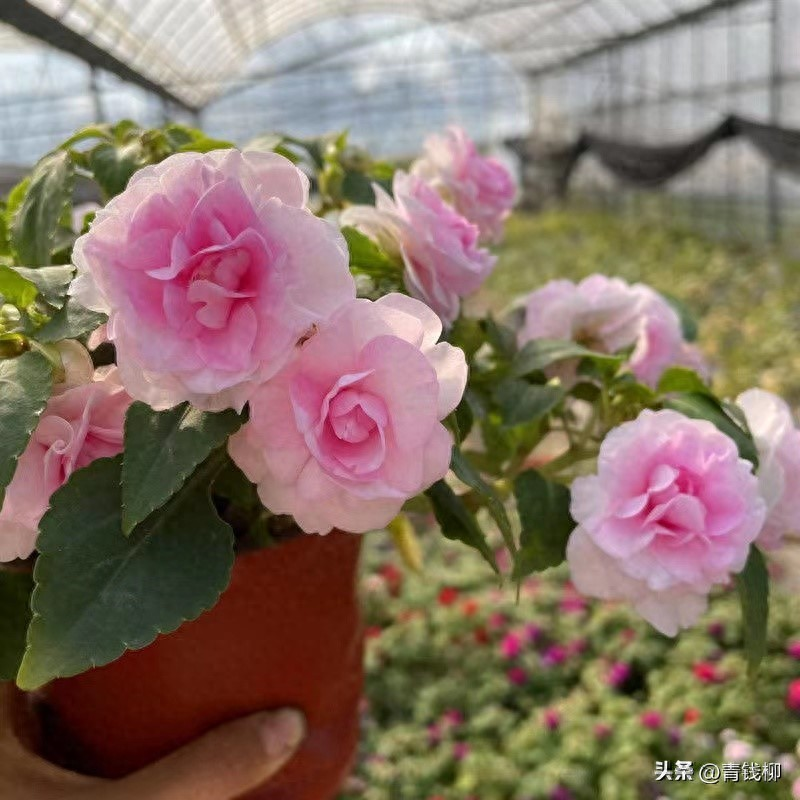 凤仙花种植方法