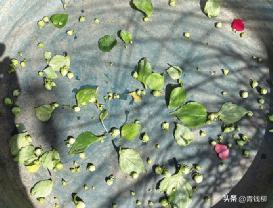 凤仙花种植方法