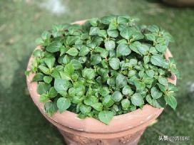 凤仙花种植方法