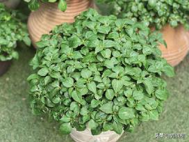 凤仙花种植方法