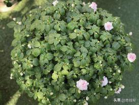 凤仙花种植方法