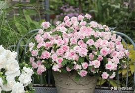 凤仙花种植方法