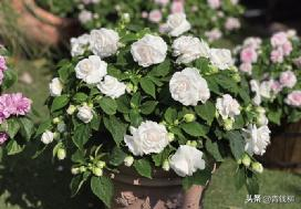 凤仙花种植方法