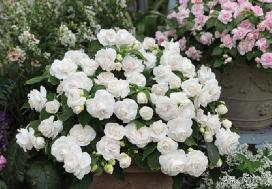 凤仙花种植方法