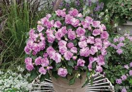 凤仙花种植方法