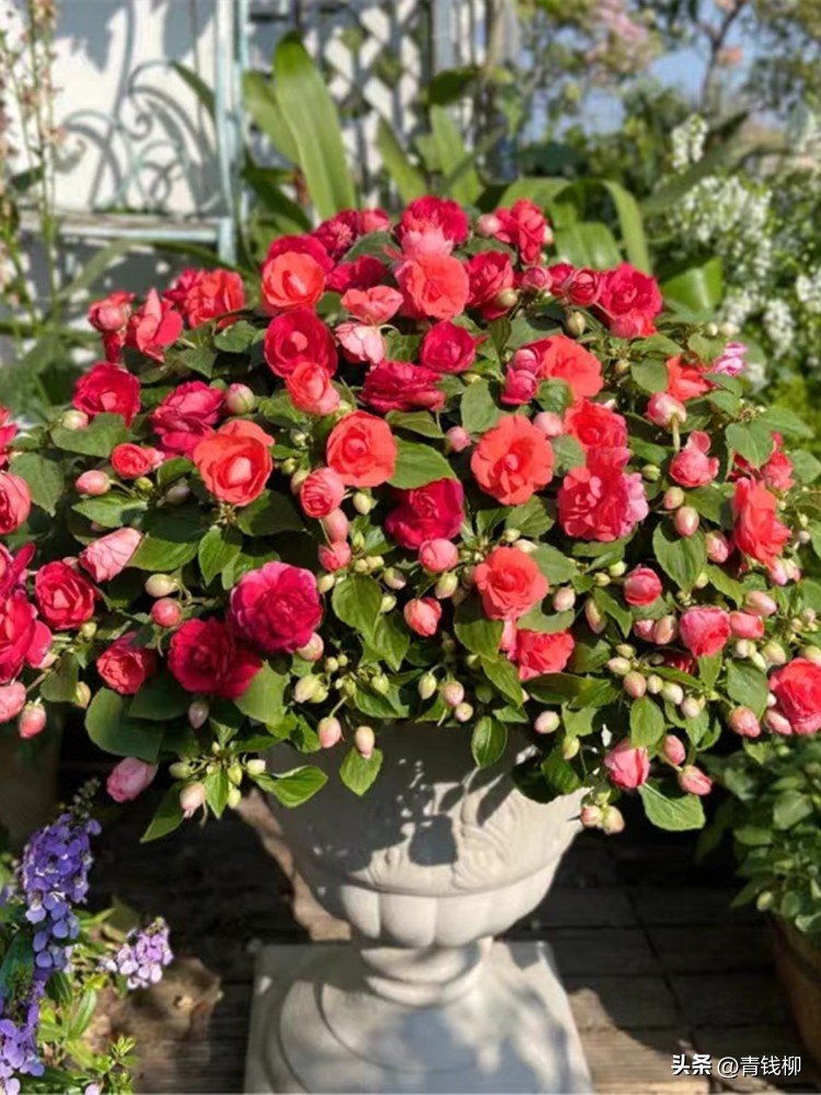 凤仙花种植方法