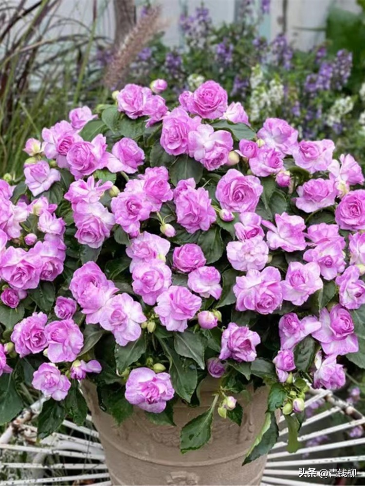 凤仙花种植方法