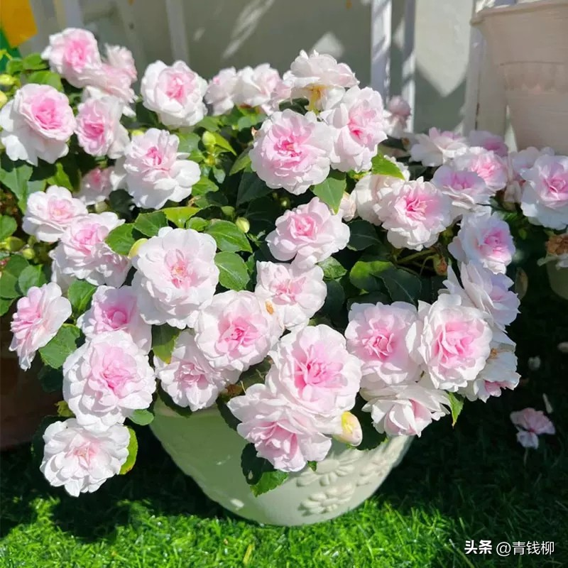 凤仙花种植方法