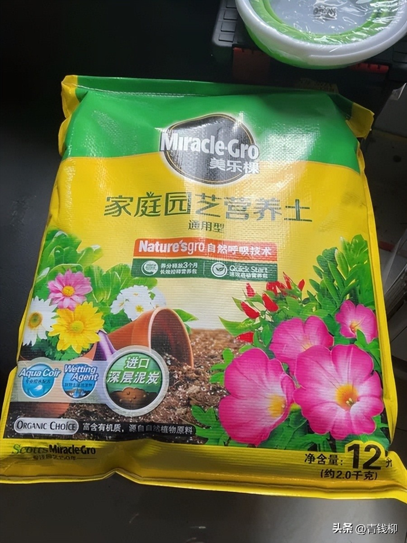 凤仙花种植方法