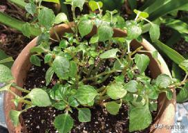 凤仙花种植方法