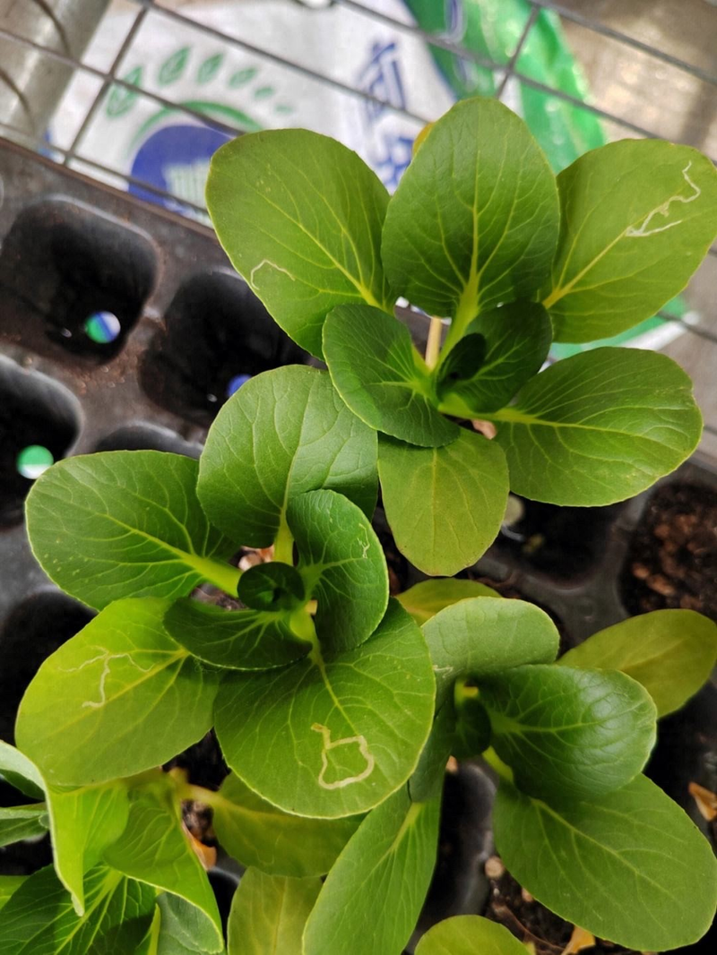 How do you grow the pots