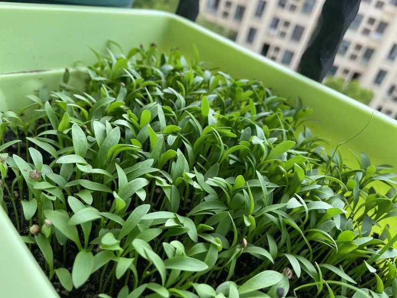 How do you grow the pots