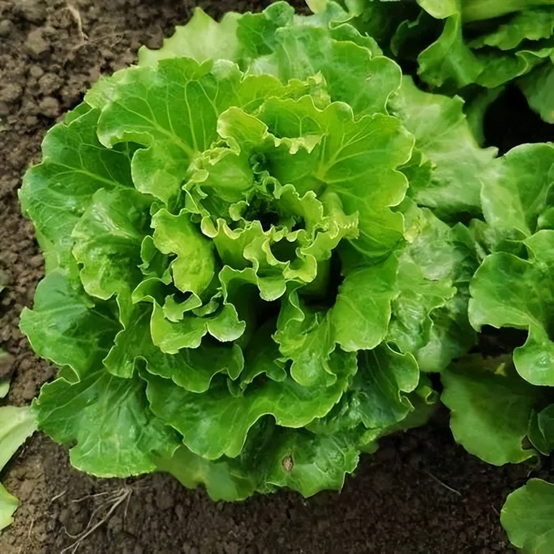 How do you grow the pots