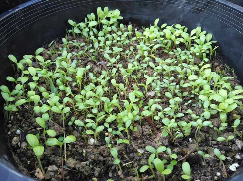 How do you grow the pots