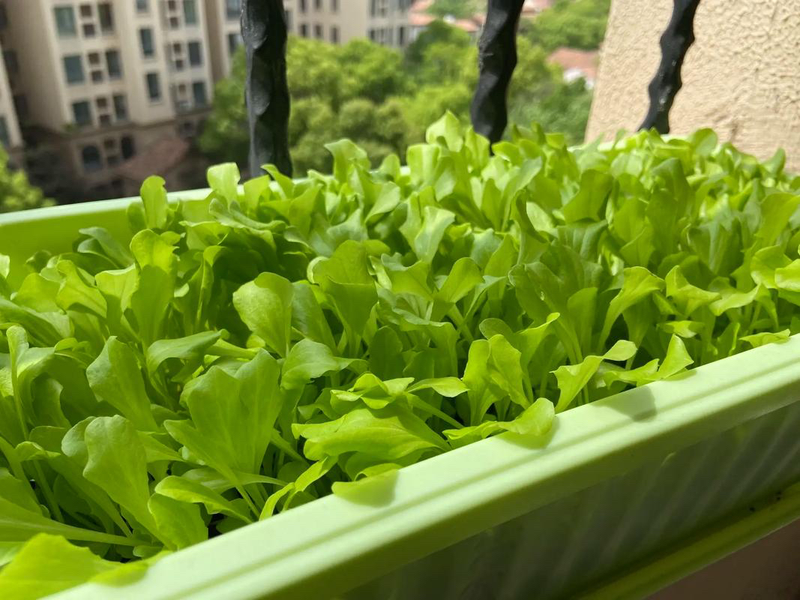 How do you grow the pots