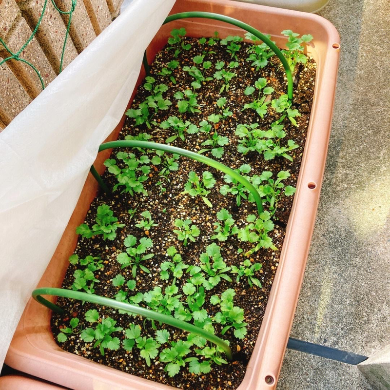 How do you grow the pots