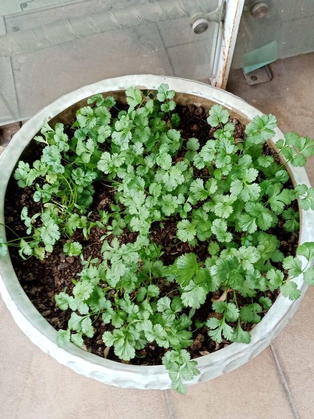 How do you grow the pots