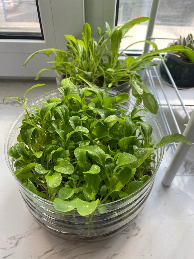 How do you grow the pots