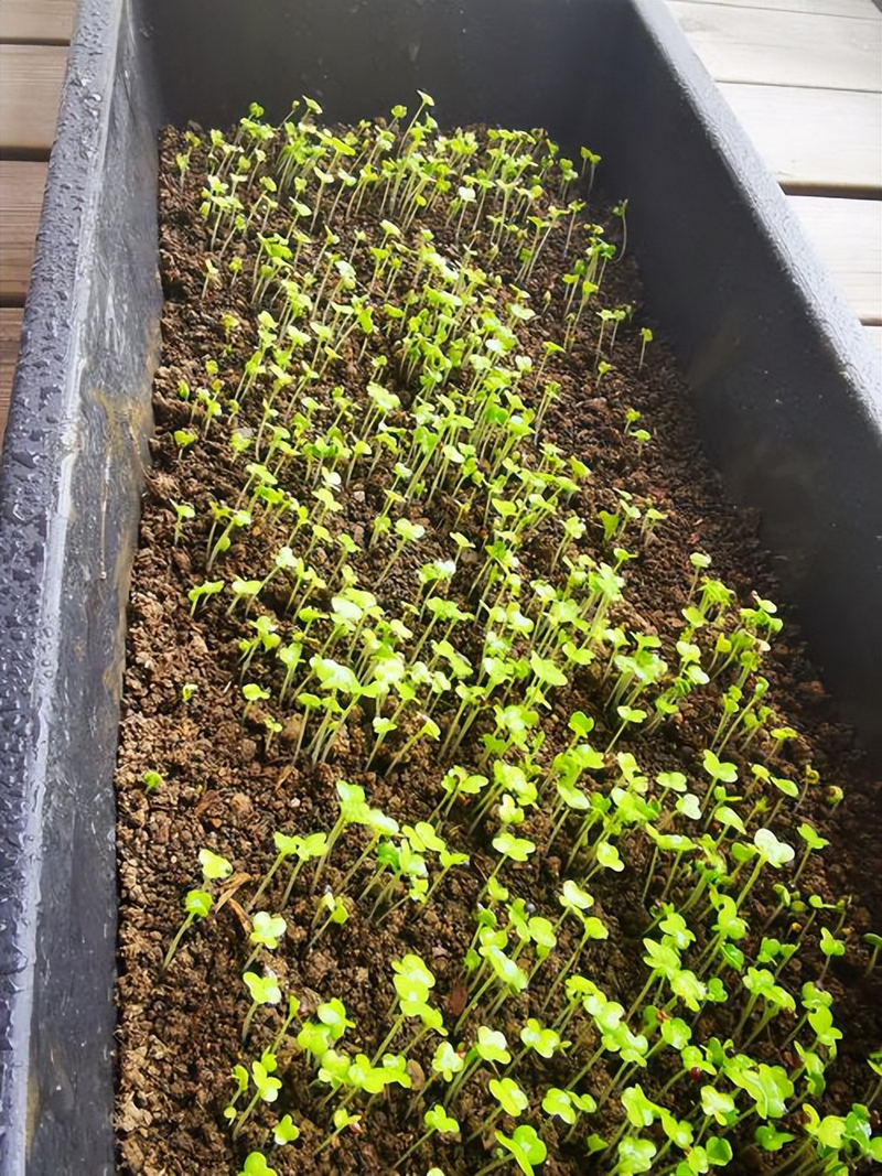 How do you grow the pots