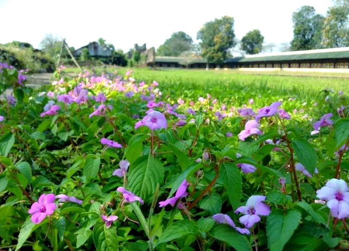 The method of growing the phoenix