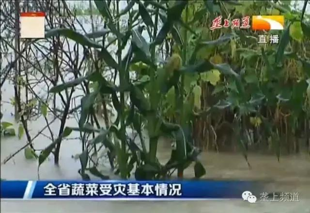 空心菜种植方法