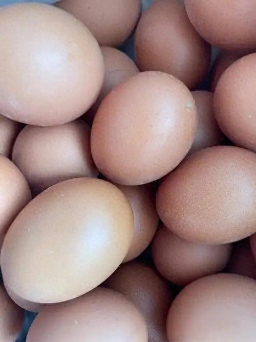 2026年鸡蛋行情预测