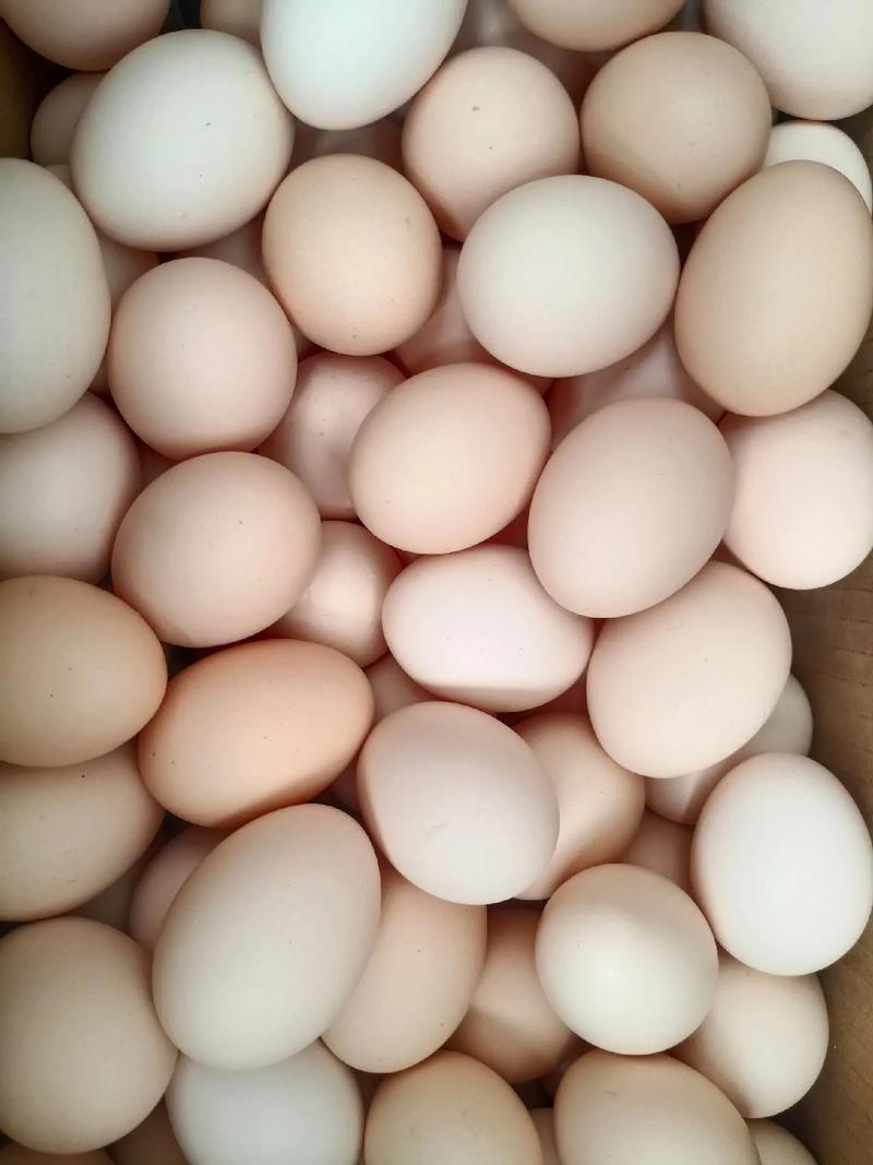 2026年鸡蛋行情预测