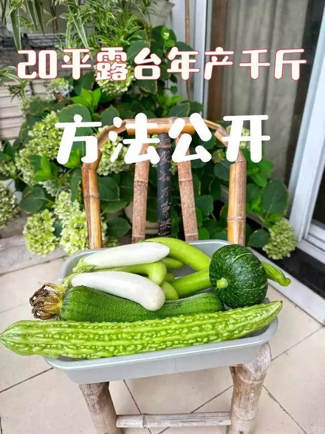 生菜的种植方法和时间