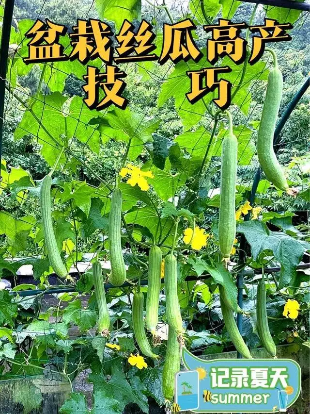 生菜的种植方法和时间