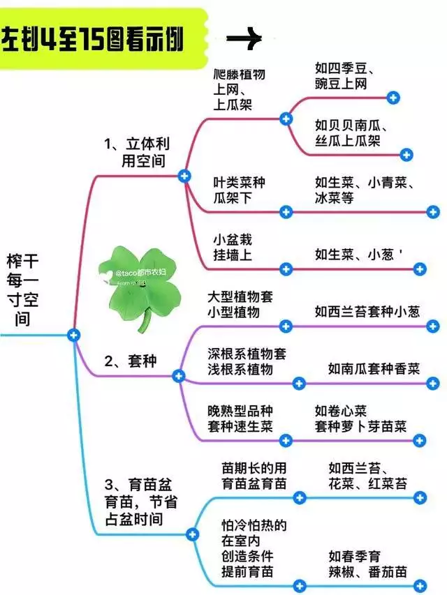 生菜的种植方法和时间