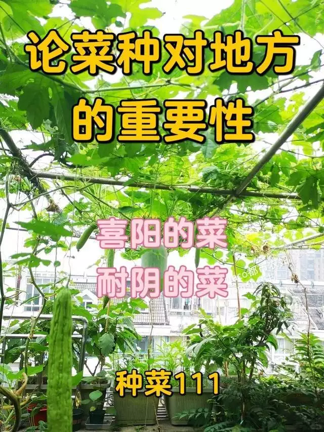 生菜的种植方法和时间