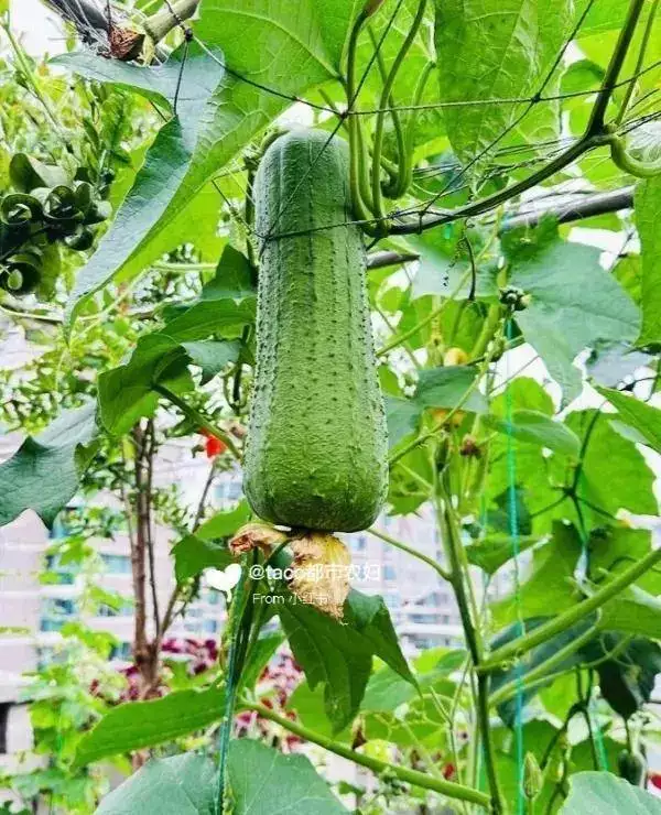 生菜的种植方法和时间