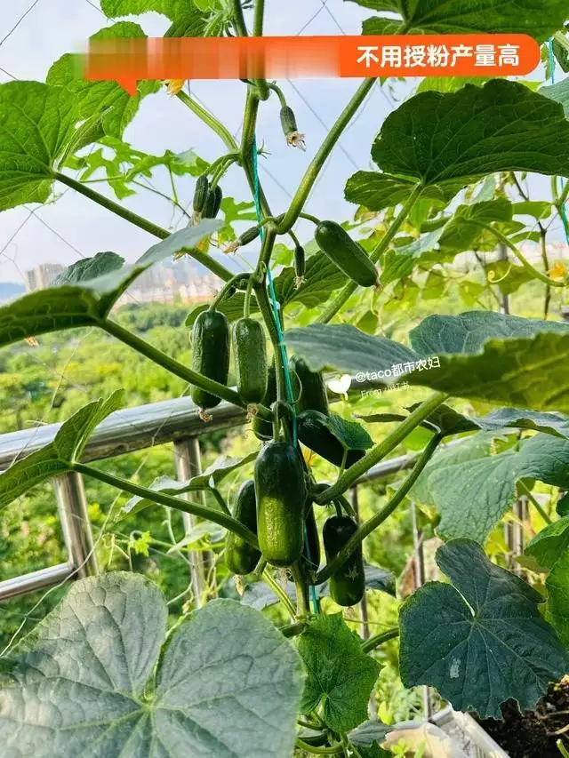 生菜的种植方法和时间