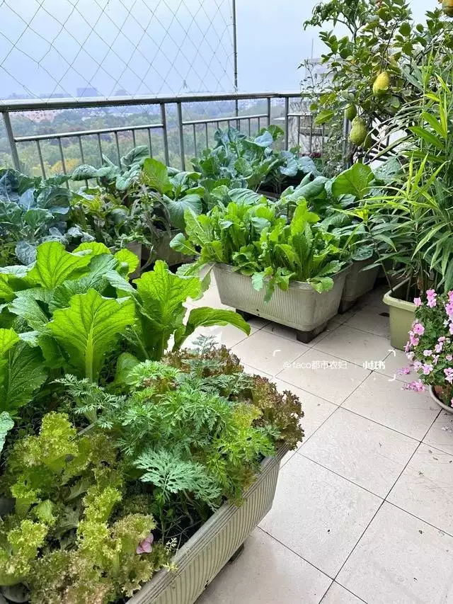 生菜的种植方法和时间