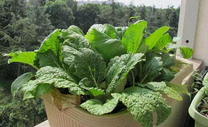 生菜盆栽怎么种植方法