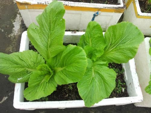 生菜盆栽怎么种植方法