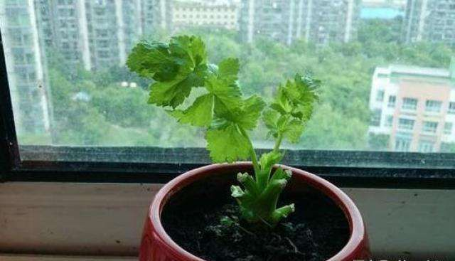 生菜盆栽怎么种植方法