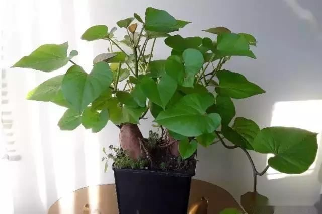 生菜盆栽怎么种植方法