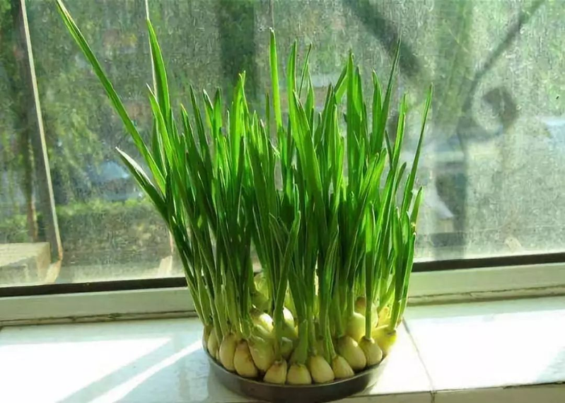 生菜盆栽怎么种植方法