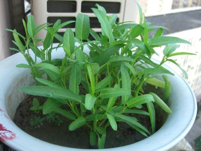 生菜盆栽怎么种植方法