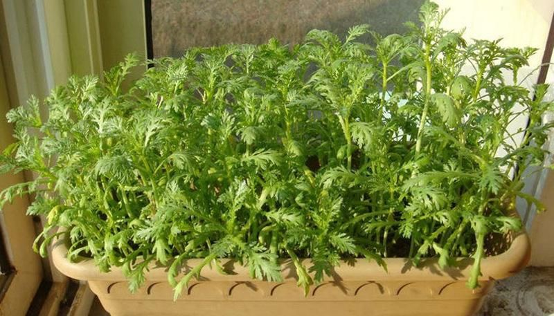 生菜盆栽怎么种植方法