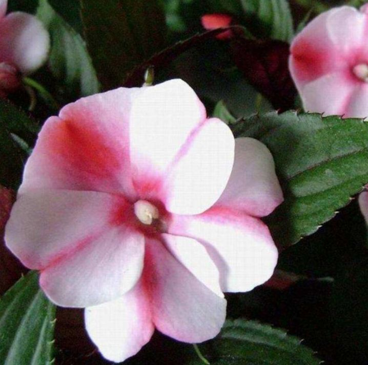 The method of growing the phoenix