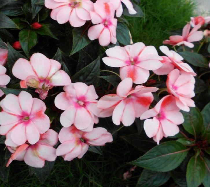 The method of growing the phoenix